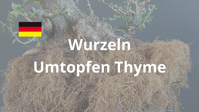 Book - Umtopfen - Thyme